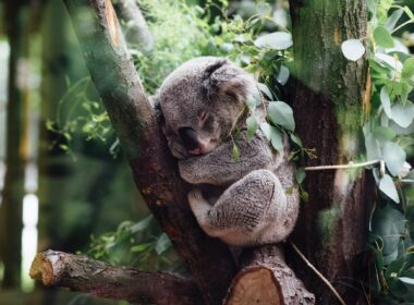 Koala symbol Australii - WycieczkiNowaZelandia.pl